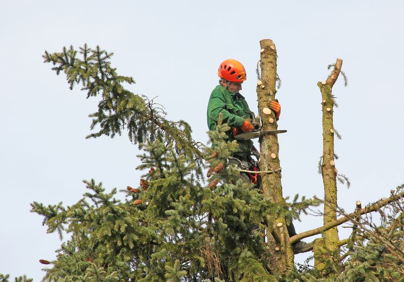 Cypress Tree Trimming in Allentown, PA