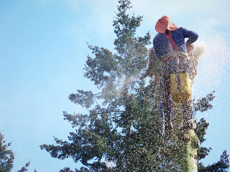 Local Tree And Limb Removal pros at work