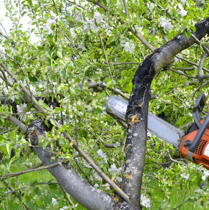 Apple Tree Removal in Montgomery County, PA