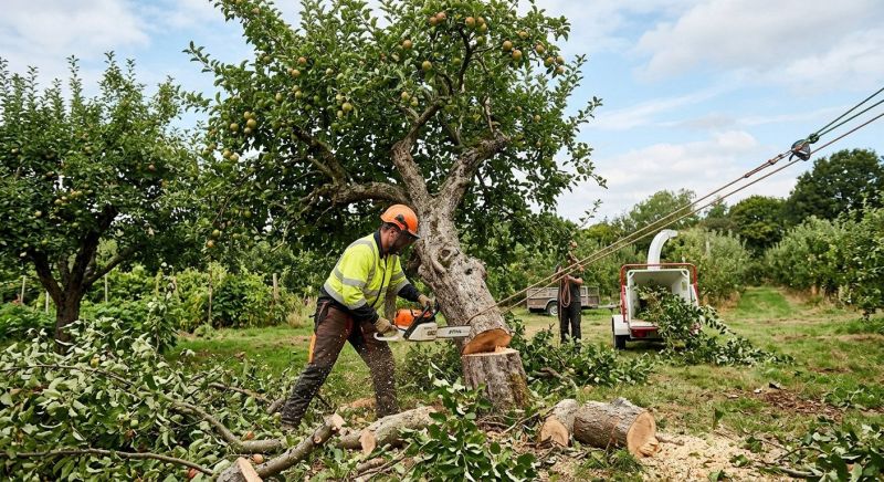 Apple Tree Removal in Montgomery County, PA