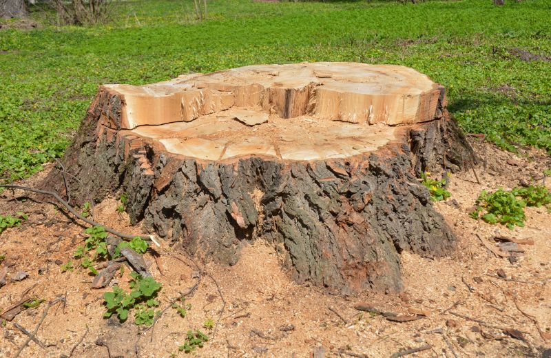 Bush Stump Grinding in Aiken, SC