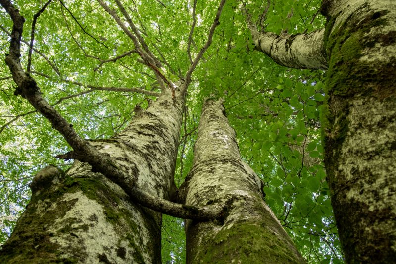Canopy Pruning in Pottstown, PA