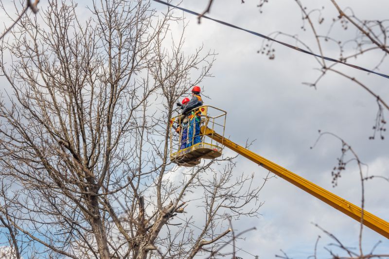 Commercial Tree Trimming in Duluth, MN
