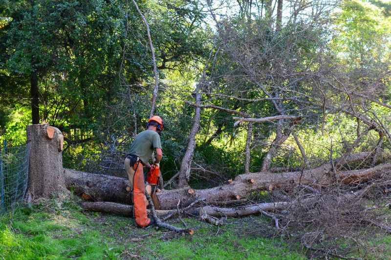 Tree And Limb Removal