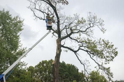 Tree And Limb Removal