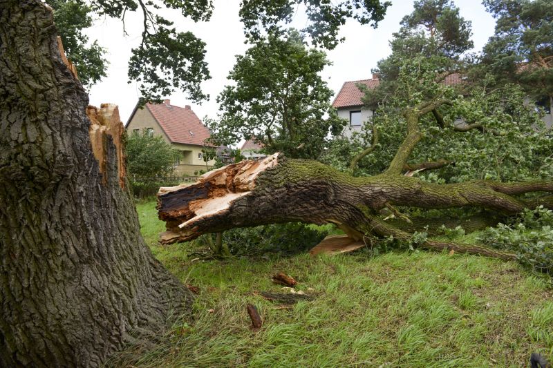 Elm Tree Removal in Pottstown, PA