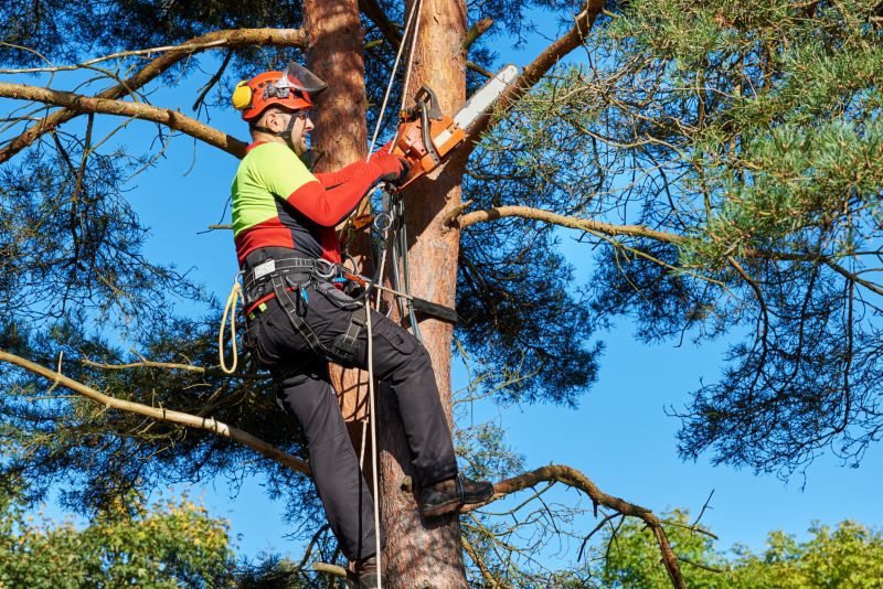 Tree And Limb Removal detail