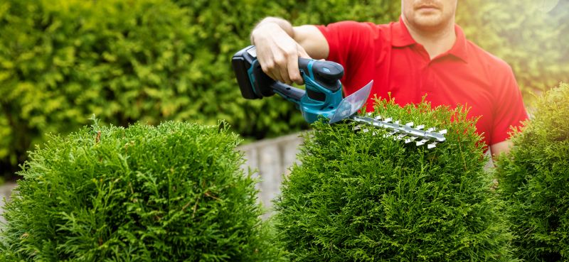 Hedge Removal Service in Aiken, SC