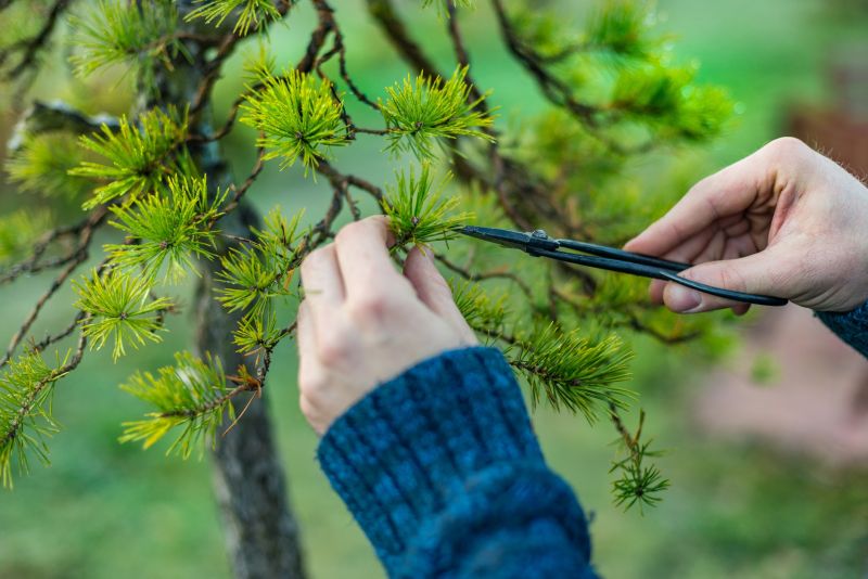 Magnolia Tree Pruning in Reno, NV