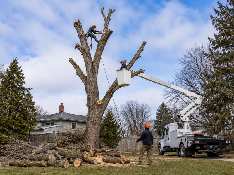 Palm Tree Removal in Bucks County, PA