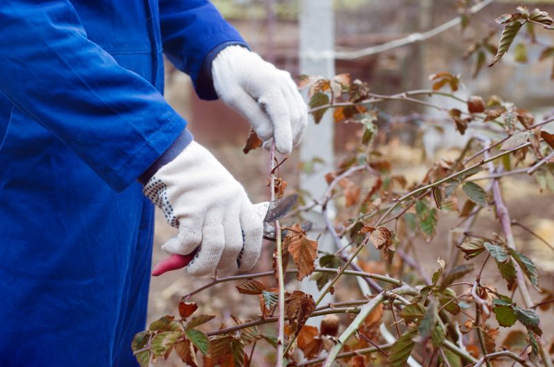 Rhododendron Pruning in Rockwall, TX