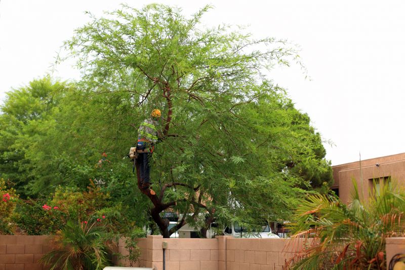 The Importance Of Regular Tree Trimming For Property Safety