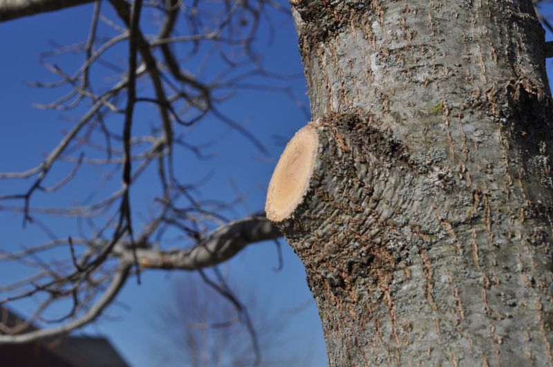 Tree Canopy Thinning in Pottstown, PA