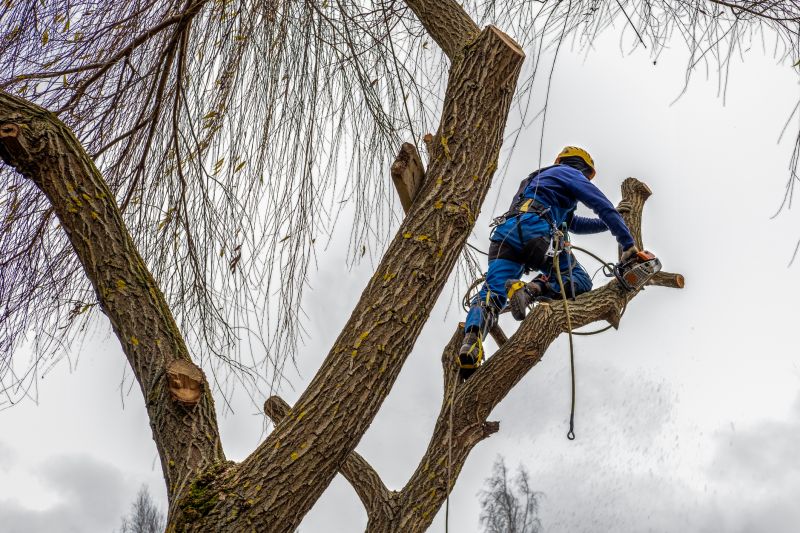 Tree Maintenance Service in San Jose, CA